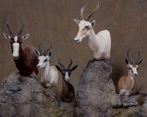 African Antelopes Taxidermy