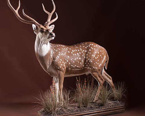 Exotic Game Animals Taxidermy