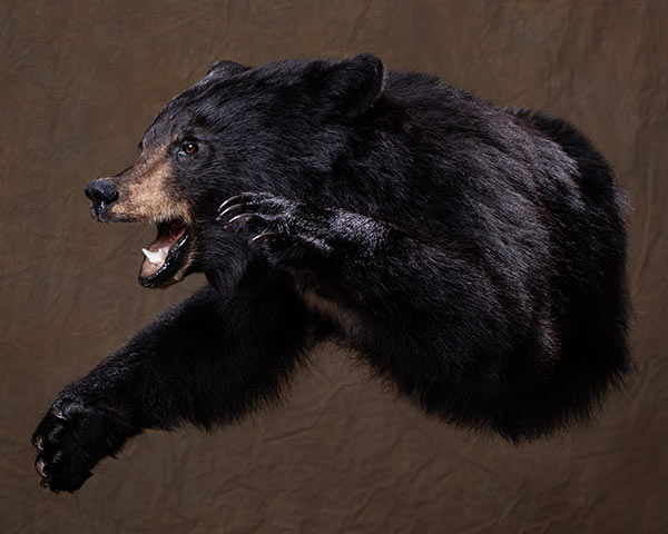 Bear Taxidermy of North America