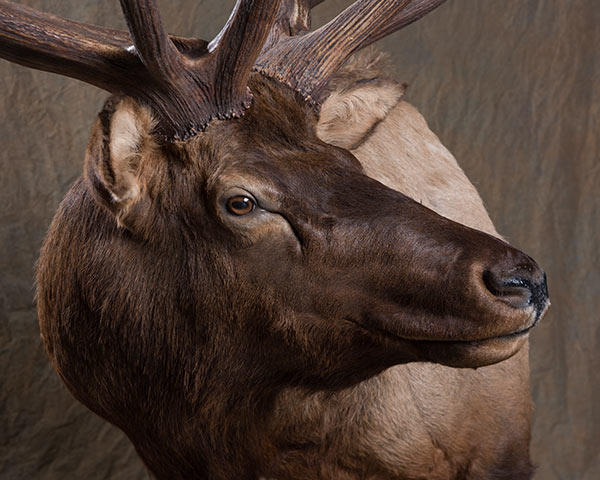Elk, Moose and Caribou Taxidermy of North America