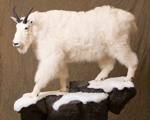 Goat, Sheep, Bovine and Bison Taxidermy of North America