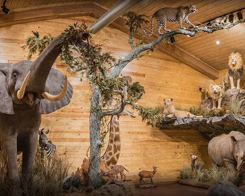 Game Animal Trophy Room Taxidermy