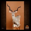African-Antelope-taxidermy-by-BB-Taxidermy-Houston-011