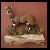 African-Antelope-taxidermy-by-BB-Taxidermy-Houston-011a