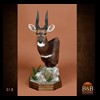 African-Antelope-taxidermy-by-BB-Taxidermy-Houston-018
