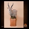 African-Antelope-taxidermy-by-BB-Taxidermy-Houston-027