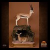 African-Antelope-taxidermy-by-BB-Taxidermy-Houston-028