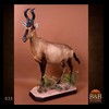 African-Antelope-taxidermy-by-BB-Taxidermy-Houston-035