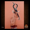 African-Antelope-taxidermy-by-BB-Taxidermy-Houston-036