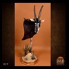 African-Antelope-taxidermy-by-BB-Taxidermy-Houston-039