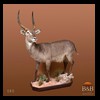 African-Antelope-taxidermy-by-BB-Taxidermy-Houston-080
