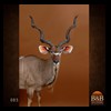 African-Antelope-taxidermy-by-BB-Taxidermy-Houston-085