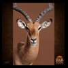 African-Antelope-taxidermy-by-BB-Taxidermy-Houston-109