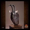 African-Antelope-taxidermy-by-BB-Taxidermy-Houston-135