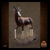 African-Antelope-taxidermy-by-BB-Taxidermy-Houston-169