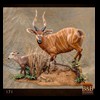 African-Antelope-taxidermy-by-BB-Taxidermy-Houston-171