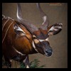 African-Antelope-taxidermy-by-BB-Taxidermy-Houston-215
