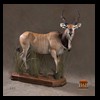 African-Antelope-taxidermy-by-BB-Taxidermy-Houston-235