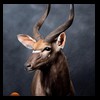 African-Antelope-taxidermy-by-BB-Taxidermy-Houston-299