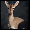 African-Antelope-taxidermy-by-BB-Taxidermy-Houston-310