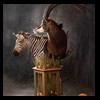 African-Antelope-taxidermy-by-BB-Taxidermy-Houston-340
