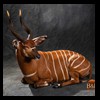 African-Antelope-taxidermy-by-BB-Taxidermy-Houston-342