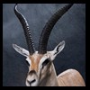 African-Antelope-taxidermy-by-BB-Taxidermy-Houston-374