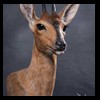 African-Antelope-taxidermy-by-BB-Taxidermy-Houston-382