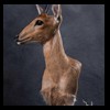 African-Antelope-taxidermy-by-BB-Taxidermy-Houston-384