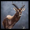African-Antelope-taxidermy-by-BB-Taxidermy-Houston-415