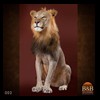 taxidermy-african-carnivores-lions-tigers-cheetas-ocelots-hyenas-002