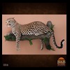 taxidermy-african-carnivores-lions-tigers-cheetas-ocelots-hyenas-006