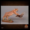 taxidermy-african-carnivores-lions-tigers-cheetas-ocelots-hyenas-021