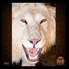 taxidermy-african-carnivores-lions-tigers-cheetas-ocelots-hyenas-060