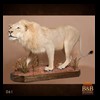 taxidermy-african-carnivores-lions-tigers-cheetas-ocelots-hyenas-061