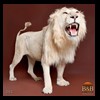 taxidermy-african-carnivores-lions-tigers-cheetas-ocelots-hyenas-062