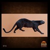 taxidermy-african-carnivores-lions-tigers-cheetas-ocelots-hyenas-076