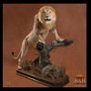taxidermy-african-carnivores-lions-tigers-cheetas-ocelots-hyenas-088