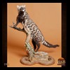 taxidermy-african-carnivores-lions-tigers-cheetas-ocelots-hyenas-095