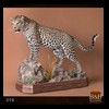 taxidermy-african-carnivores-lions-tigers-cheetas-ocelots-hyenas-098