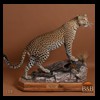 taxidermy-african-carnivores-lions-tigers-cheetas-ocelots-hyenas-108