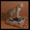 taxidermy-african-carnivores-lions-tigers-cheetas-ocelots-hyenas-109