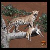 taxidermy-african-carnivores-lions-tigers-cheetas-ocelots-hyenas-118