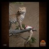 taxidermy-african-carnivores-lions-tigers-cheetas-ocelots-hyenas-150