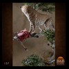 taxidermy-african-carnivores-lions-tigers-cheetas-ocelots-hyenas-157