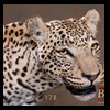 taxidermy-african-carnivores-lions-tigers-cheetas-ocelots-hyenas-178