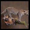 taxidermy-african-carnivores-lions-tigers-cheetas-ocelots-hyenas-179