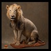 taxidermy-african-carnivores-lions-tigers-cheetas-ocelots-hyenas-186