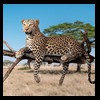 taxidermy-african-carnivores-lions-tigers-cheetas-ocelots-hyenas-198