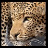 taxidermy-african-carnivores-lions-tigers-cheetas-ocelots-hyenas-201